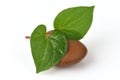 Plu Kaow red (thai name) (Houttuynia cordata Thunb.) Anti-cancer herbs.