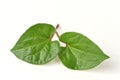 Plu Kaow red (thai name) (Houttuynia cordata Thunb.) Anti-cancer herbs.