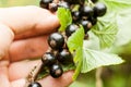 Pluck Blackcurrant fruit on the bush. Harvest of ripe fluffy blackcurrant. Black fruits on a green background.