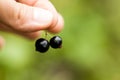 Pluck Blackcurrant fruit on the bush. Harvest of ripe fluffy blackcurrant. Black fruits on a green background.