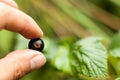 Pluck Blackcurrant fruit on the bush. Harvest of ripe fluffy blackcurrant. Black fruits on a green background.