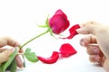 Pluck the Rose petals Royalty Free Stock Photo