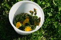 plucked dandelions are in a bucket