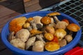 plucked mushrooms lie in the basin in the water. the harvest of mushrooms is washed in the pelvis