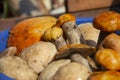 plucked mushrooms lie in the basin in the water. the harvest of mushrooms is washed in the pelvis