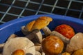 plucked mushrooms lie in the basin in the water. the harvest of mushrooms is washed in the pelvis