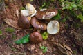 Plucked mushrooms lie on the ground