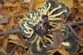 Plucked mushrooms upside down against the background of dry leaves of a tree in the autumn forest close-up