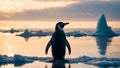 A plucked penguin stands on the last melting ice floe