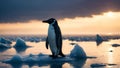 A plucked penguin stands on the last melting ice floe