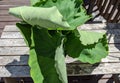 Plucked Yam leaves in the summer seaon Royalty Free Stock Photo