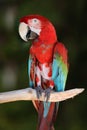 Plucking disorder green-winged macaw