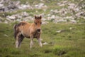 Foal of a wild pony on the side of a mountain