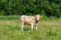 Plucky looking pale cow looking at camera with tongue out