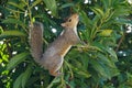 Plucky squirrel goes out on a limb