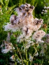 Pluffy seeds of prickly weed Royalty Free Stock Photo