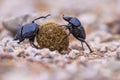plugging dung beetles solving problems Royalty Free Stock Photo