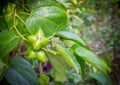 Plukenetia volubilis or Inca nut Royalty Free Stock Photo