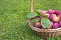 Plum Royalty Free Stock Photo