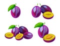Set of sweet plums with green leaves isolated on white background. Vector illustration of whole and sliced plums Royalty Free Stock Photo
