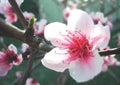 Plum Blossom Royalty Free Stock Photo