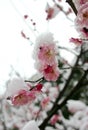 Plum blossom Royalty Free Stock Photo
