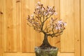 Plum blossom bonsai potted
