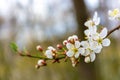 Plum blossom branch Royalty Free Stock Photo