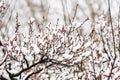 The Plum Blossom buds are getting ready to burst