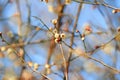 a Plum blossom or Chinese plum flower