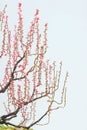 Plum blossom Royalty Free Stock Photo