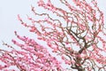 Plum blossom Royalty Free Stock Photo