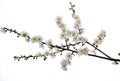 Plum blossom flower Royalty Free Stock Photo