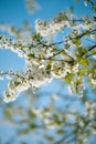 Plum blossom flowers against a blue sky