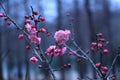 Plum blossom