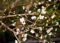 Plum Blossom Flowers