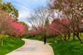 The plum blossom in full bloom in Plum Blossom Hill