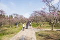 The plum blossom in full bloom in Plum Blossom Hill Royalty Free Stock Photo