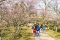 The plum blossom in full bloom in Plum Blossom Hill Royalty Free Stock Photo