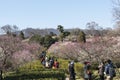 The plum blossom in full bloom in Plum Blossom Hill Royalty Free Stock Photo