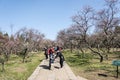 The plum blossom in full bloom in Plum Blossom Hill Royalty Free Stock Photo