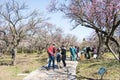 The plum blossom in full bloom in Plum Blossom Hill Royalty Free Stock Photo