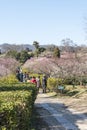 The plum blossom in full bloom in Plum Blossom Hill Royalty Free Stock Photo