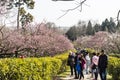 The plum blossom in full bloom in Plum Blossom Hill