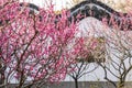 The plum blossom in full bloom in Plum Blossom Hill Royalty Free Stock Photo