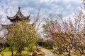 The plum blossom in full bloom in Plum Blossom Hill Royalty Free Stock Photo