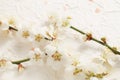 Plum blossom, Japanese celebration flower, Royalty Free Stock Photo