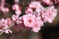 Plum blossomÃ¯Â¼ËArmeniaca mume Sieb.Ã¯Â¼â° Royalty Free Stock Photo