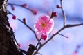 Plum blossom pink flower