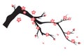 Plum blossom in spring